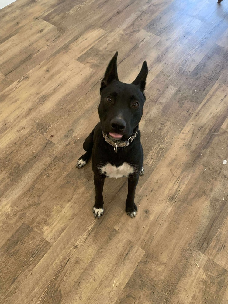 Duplicate, an adoptable Terrier in Halifax, NS, B3J 3A5 | Photo Image 1