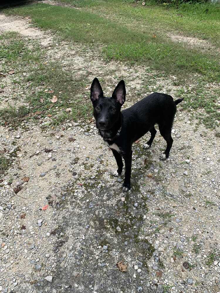 Duplicate, an adoptable Terrier in Halifax, NS, B3J 3A5 | Photo Image 2
