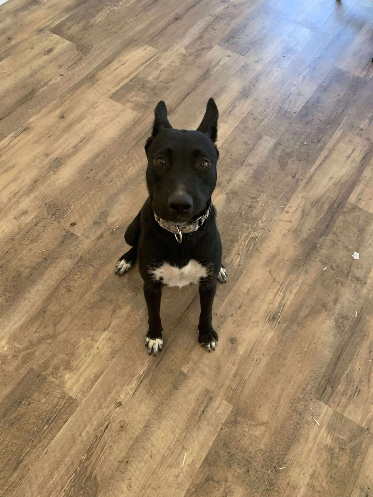 Duplicate, an adoptable Terrier in Halifax, NS, B3J 3A5 | Photo Image 3