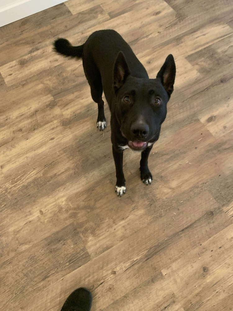 Duplicate, an adoptable Terrier in Halifax, NS, B3J 3A5 | Photo Image 4