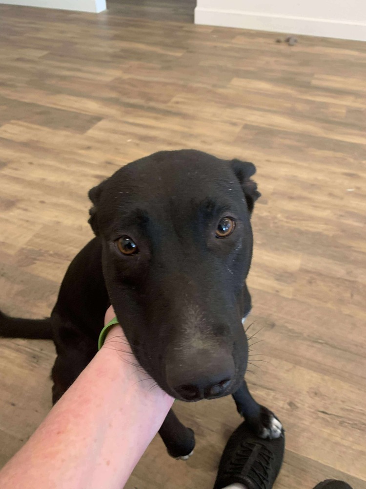 Duplicate, an adoptable Terrier in Halifax, NS, B3J 3A5 | Photo Image 5