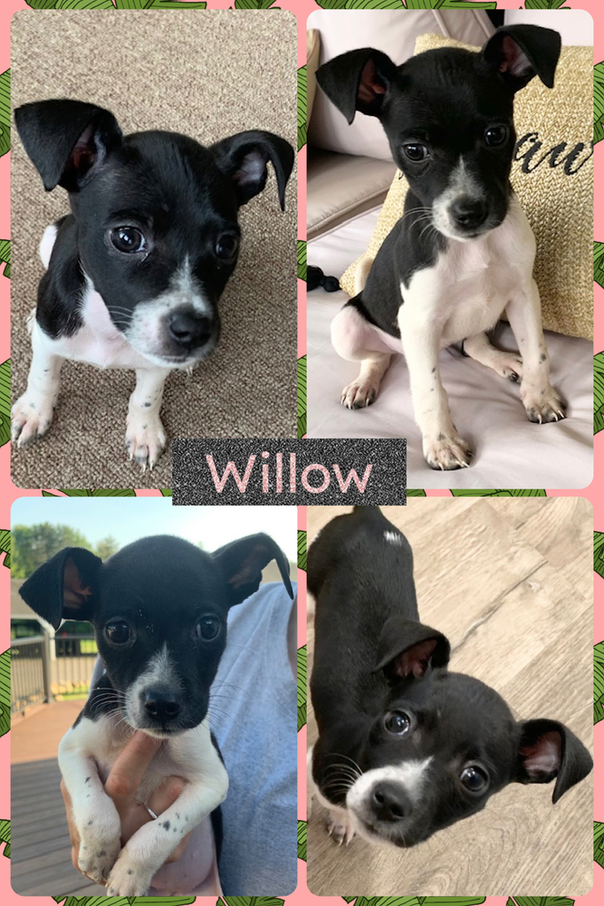 Willow