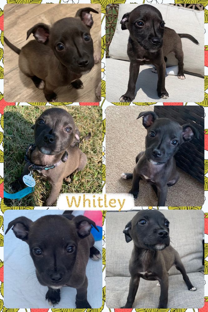 Whitley