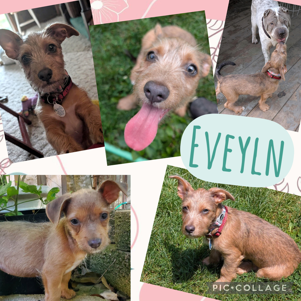 Evelyn