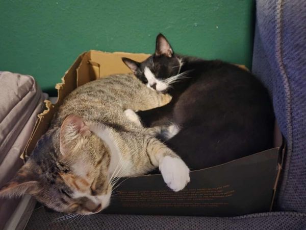 Bella thumbnail 3