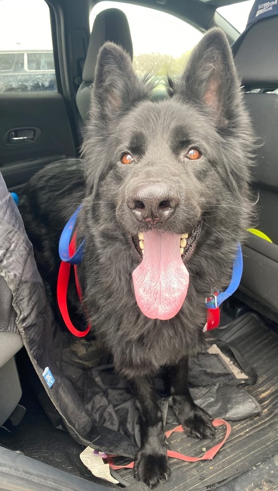 Bear, an adoptable German Shepherd Dog in Suamico, WI, 54173 | Photo Image 1