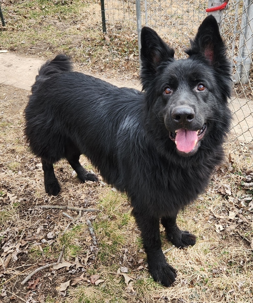 Bear, an adoptable German Shepherd Dog in Suamico, WI, 54173 | Photo Image 2