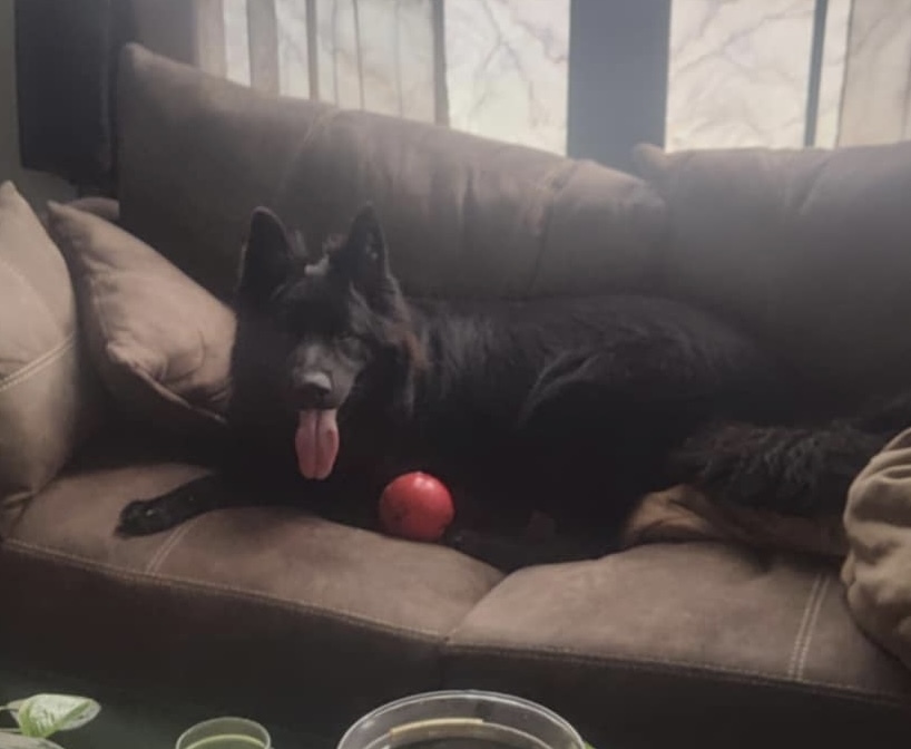 Bear, an adoptable German Shepherd Dog in Suamico, WI, 54173 | Photo Image 3