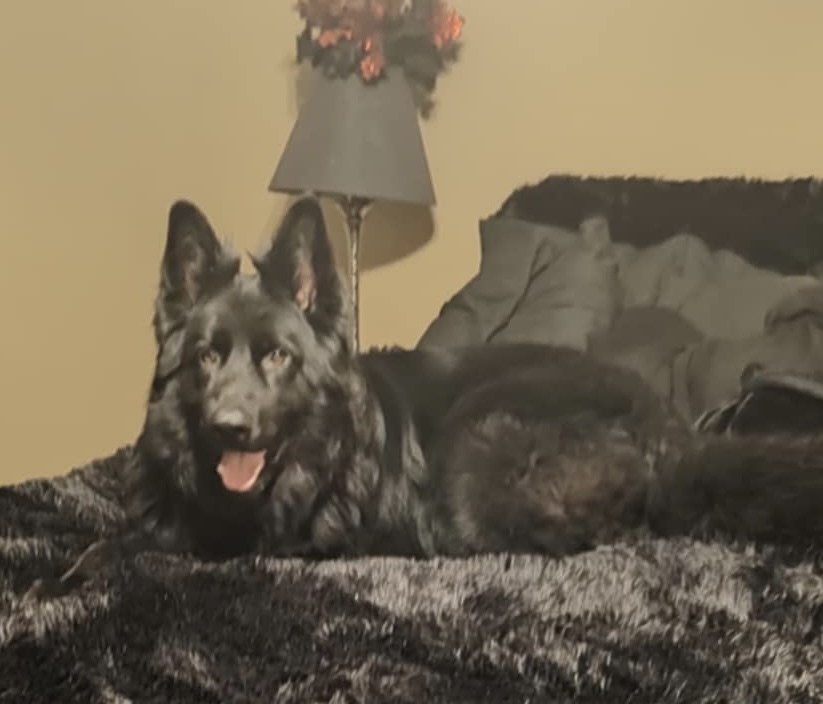 Bear, an adoptable German Shepherd Dog in Suamico, WI, 54173 | Photo Image 4