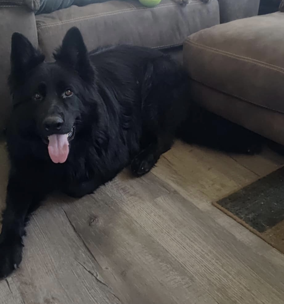 Bear, an adoptable German Shepherd Dog in Suamico, WI, 54173 | Photo Image 5