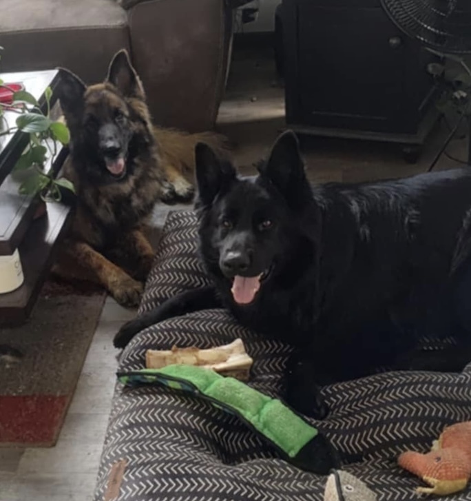 Bear, an adoptable German Shepherd Dog in Suamico, WI, 54173 | Photo Image 6