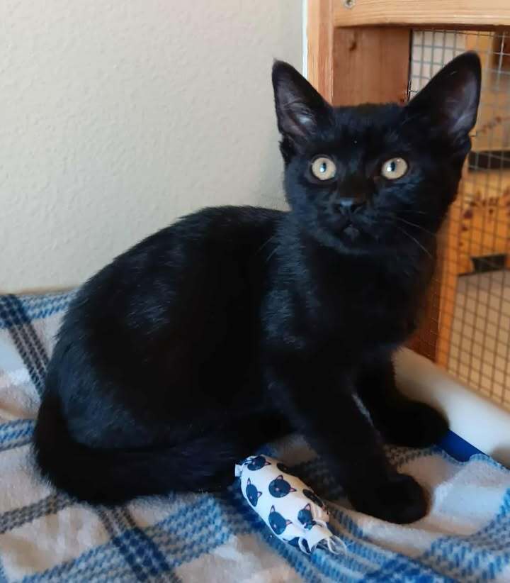 Bagheera, an adoptable Domestic Short Hair in Challis, ID, 83226 | Photo Image 1