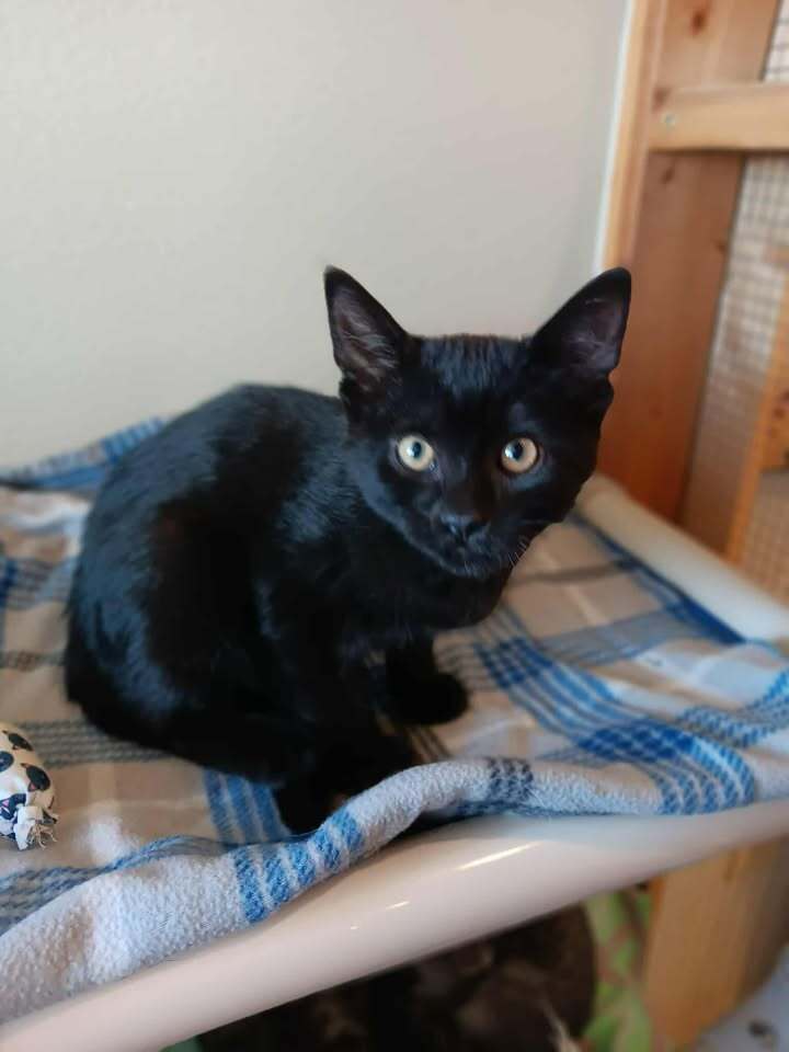 Bagheera, an adoptable Domestic Short Hair in Challis, ID, 83226 | Photo Image 2