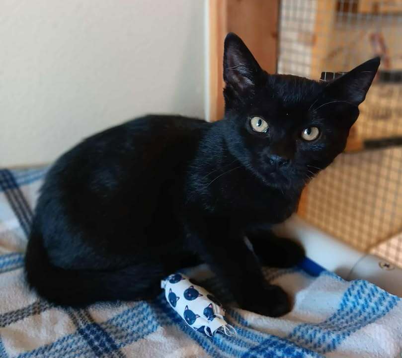 Bagheera, an adoptable Domestic Short Hair in Challis, ID, 83226 | Photo Image 3