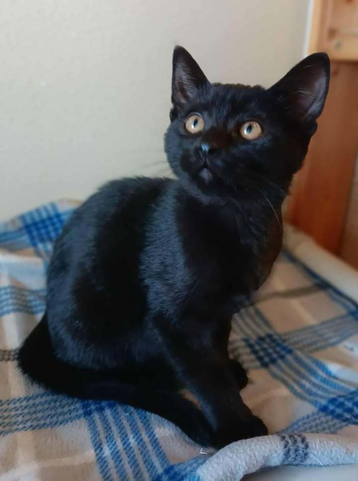 Bagheera, an adoptable Domestic Short Hair in Challis, ID, 83226 | Photo Image 4