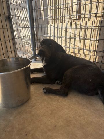 Slushie, an adoptable Labrador Retriever in Page, AZ, 86040 | Photo Image 1