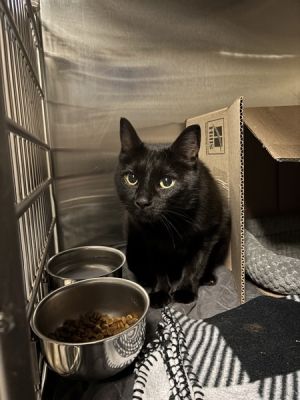 Kayla, Adult Female unknown
