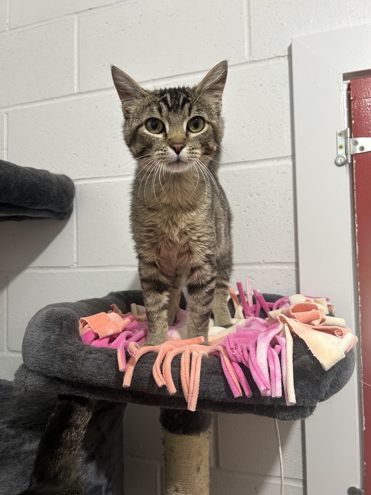 Hawkeye, an adoptable Domestic Short Hair in Salmon, ID, 83467 | Photo Image 1