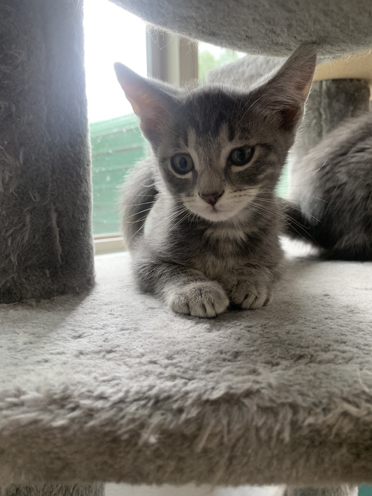 Rud, an adoptable Domestic Short Hair in Salmon, ID, 83467 | Photo Image 1