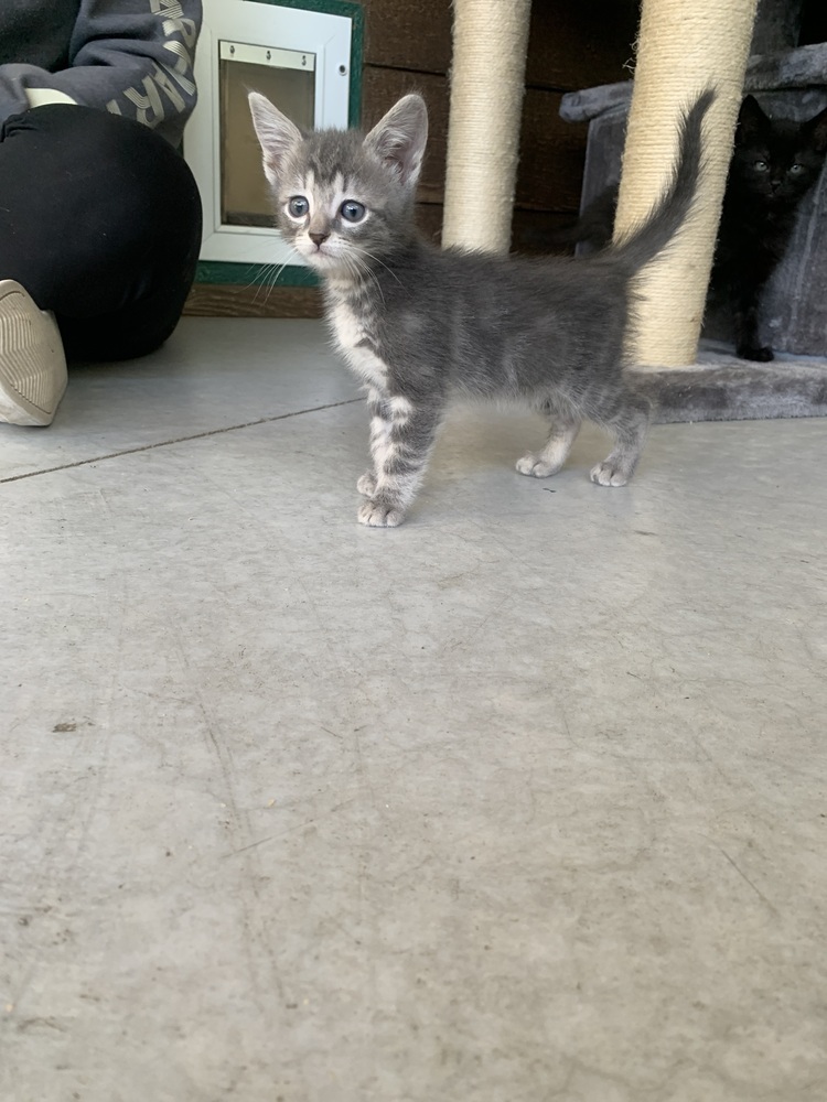 Rud, an adoptable Domestic Short Hair in Salmon, ID, 83467 | Photo Image 2