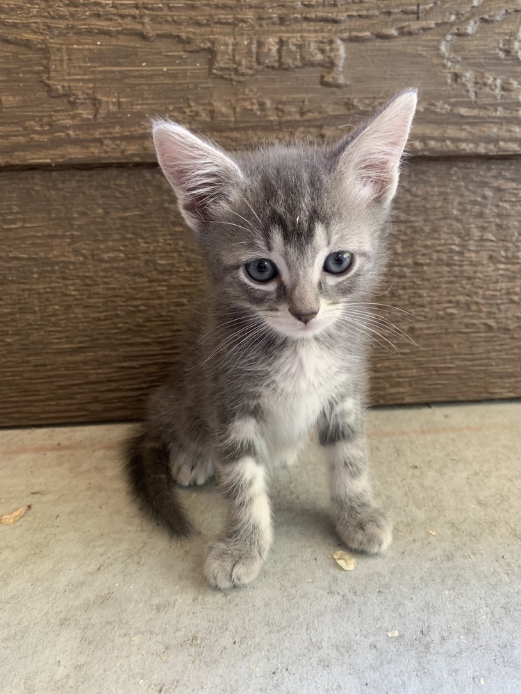 Ding, an adoptable Domestic Short Hair in Salmon, ID, 83467 | Photo Image 2