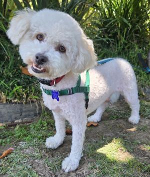 Stevie Bichon Frise Dog