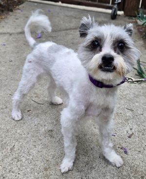 Muppet is a darling Shipoo Shih tzuPoodle who is 2 years old and weighs 8 pounds Unfortunately h