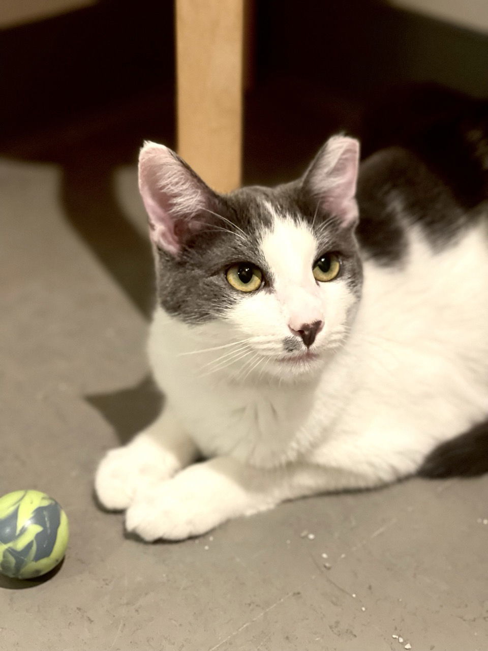 Nolan (bonded with Noelle)