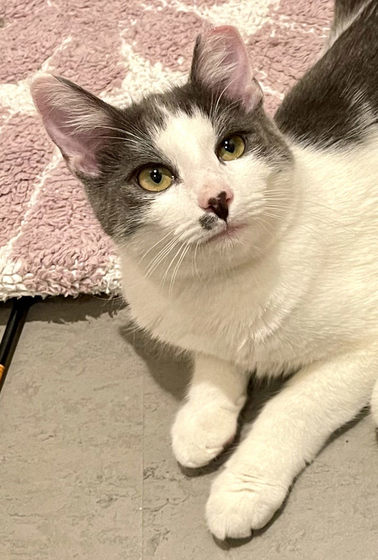 Nolan (bonded with Noelle)