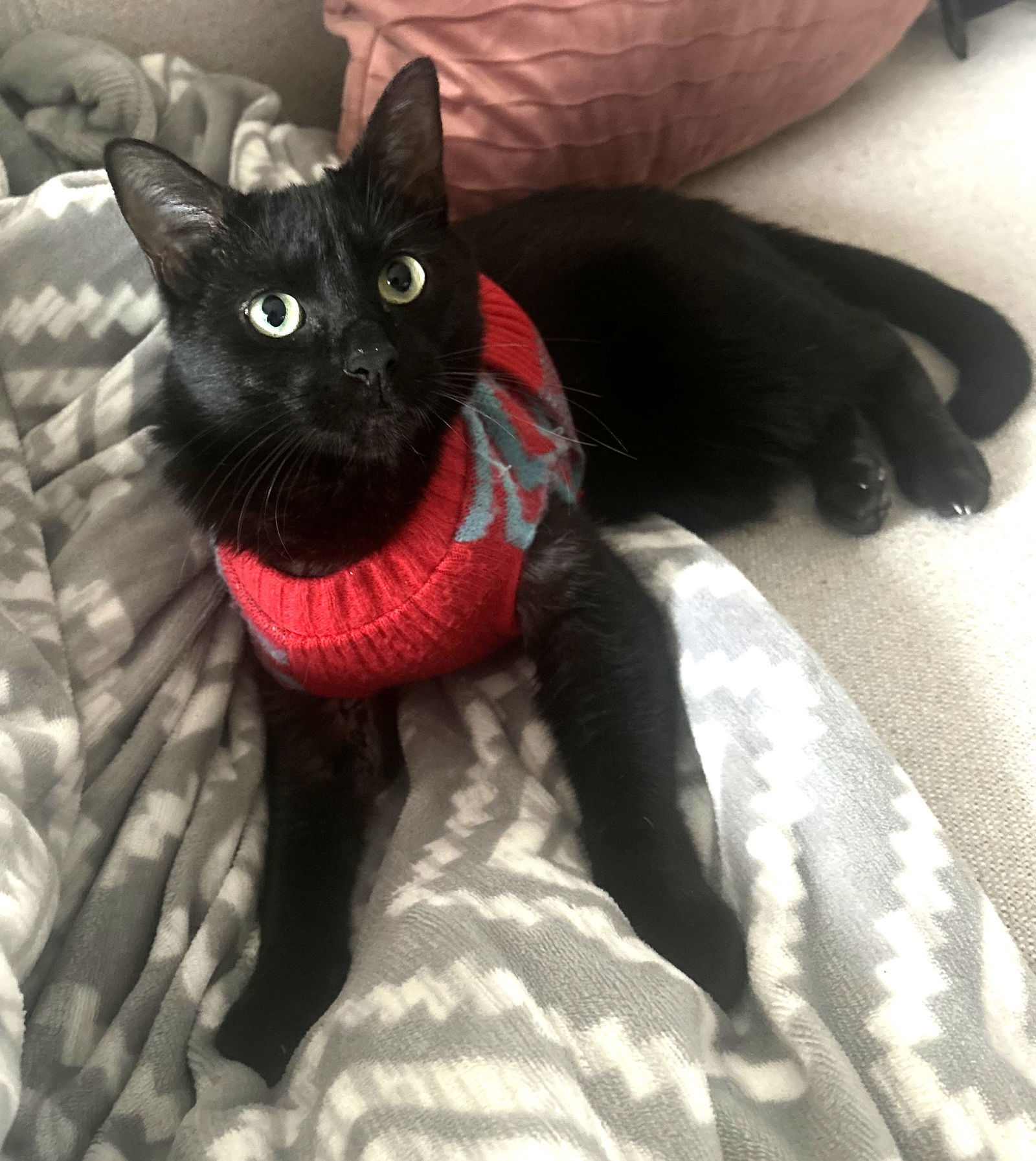 Moxie (bonded with Breezy)