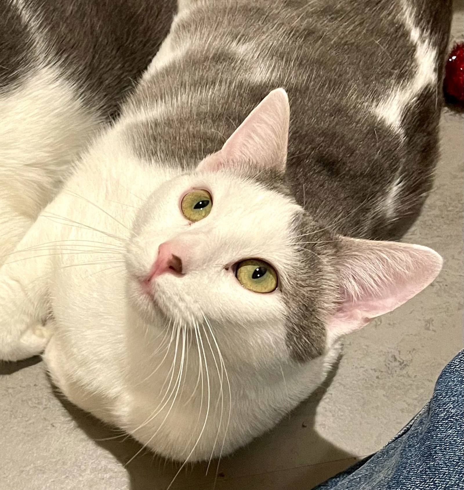 Noelle (bonded with Nolan)