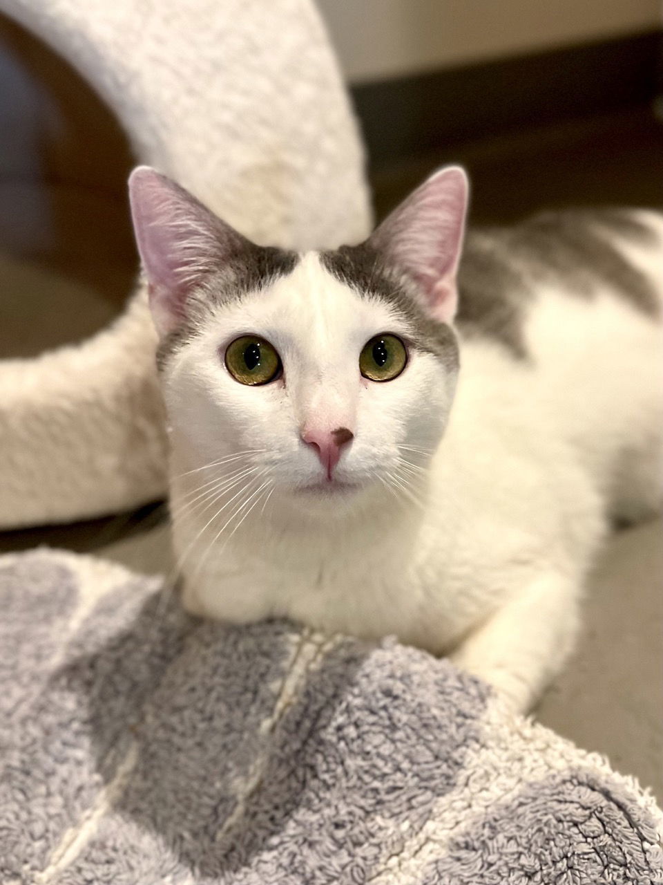 Noelle (bonded with Nolan)