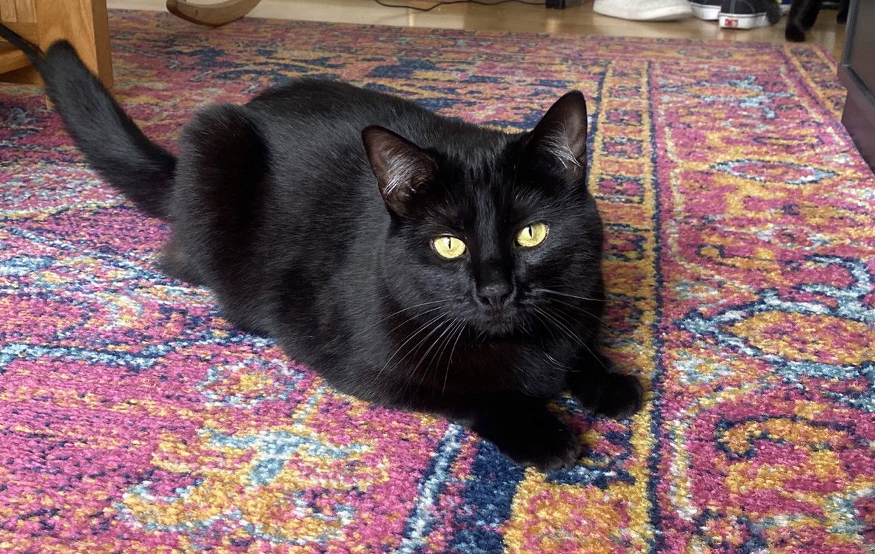 Breezy (bonded with Moxie)