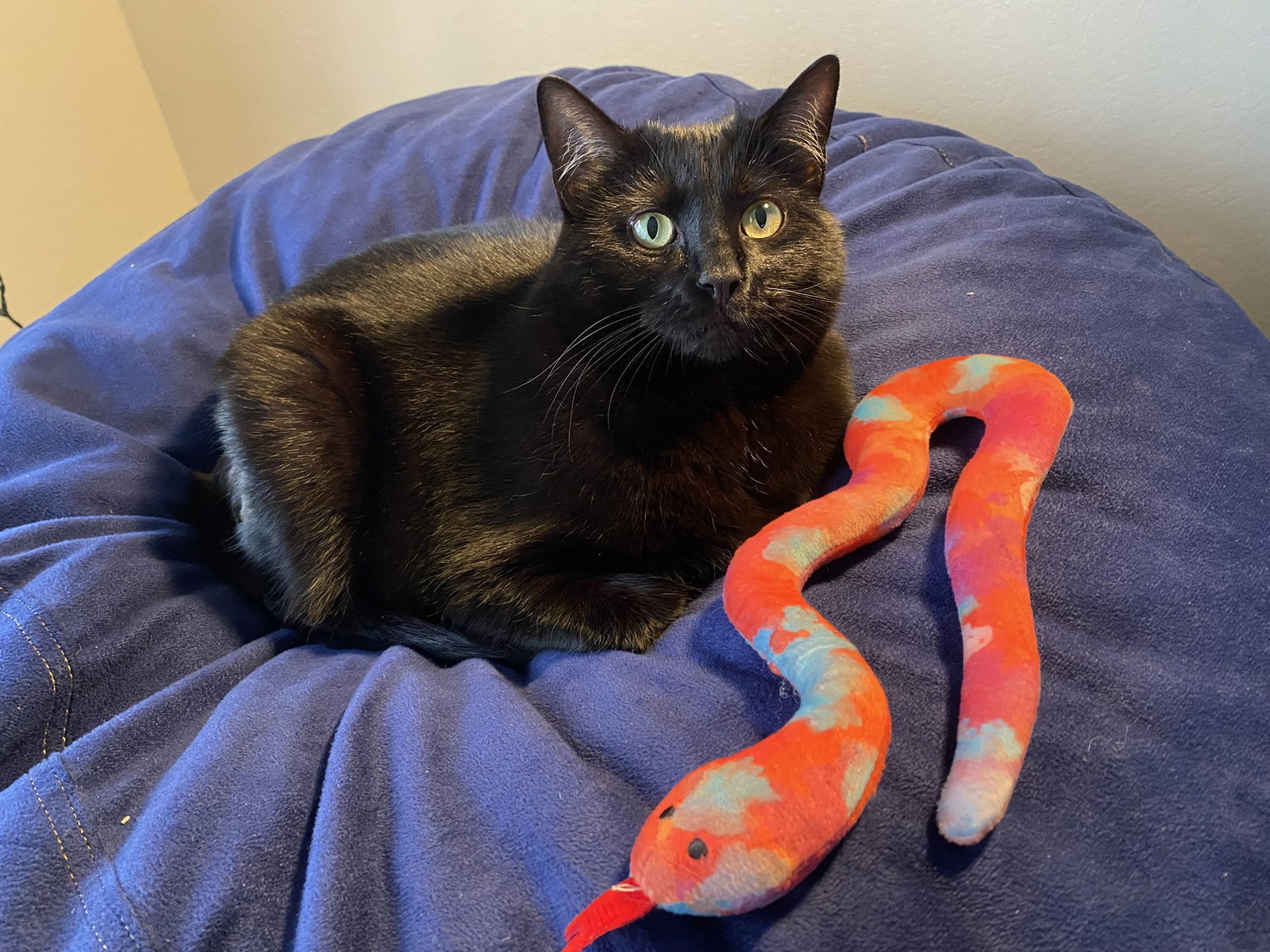 Breezy (bonded with Moxie)
