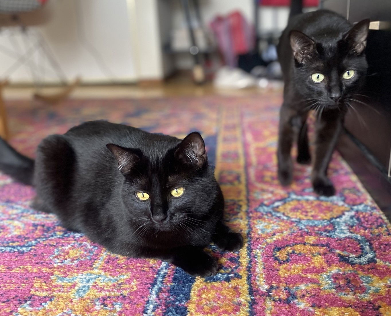 Breezy (bonded with Moxie)