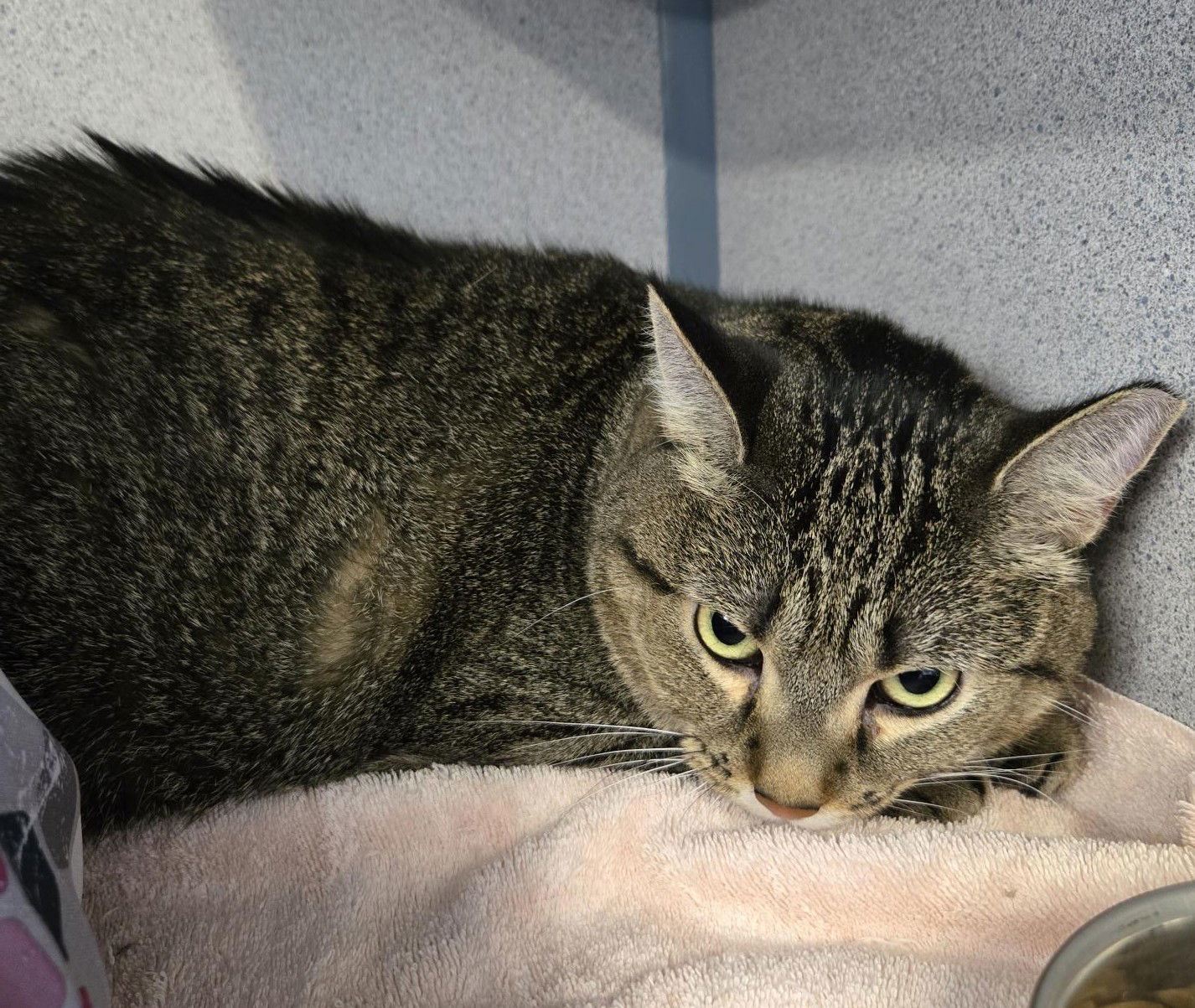 Haggis, an adoptable Domestic Short Hair in Evergreen, CO, 80437 | Photo Image 1