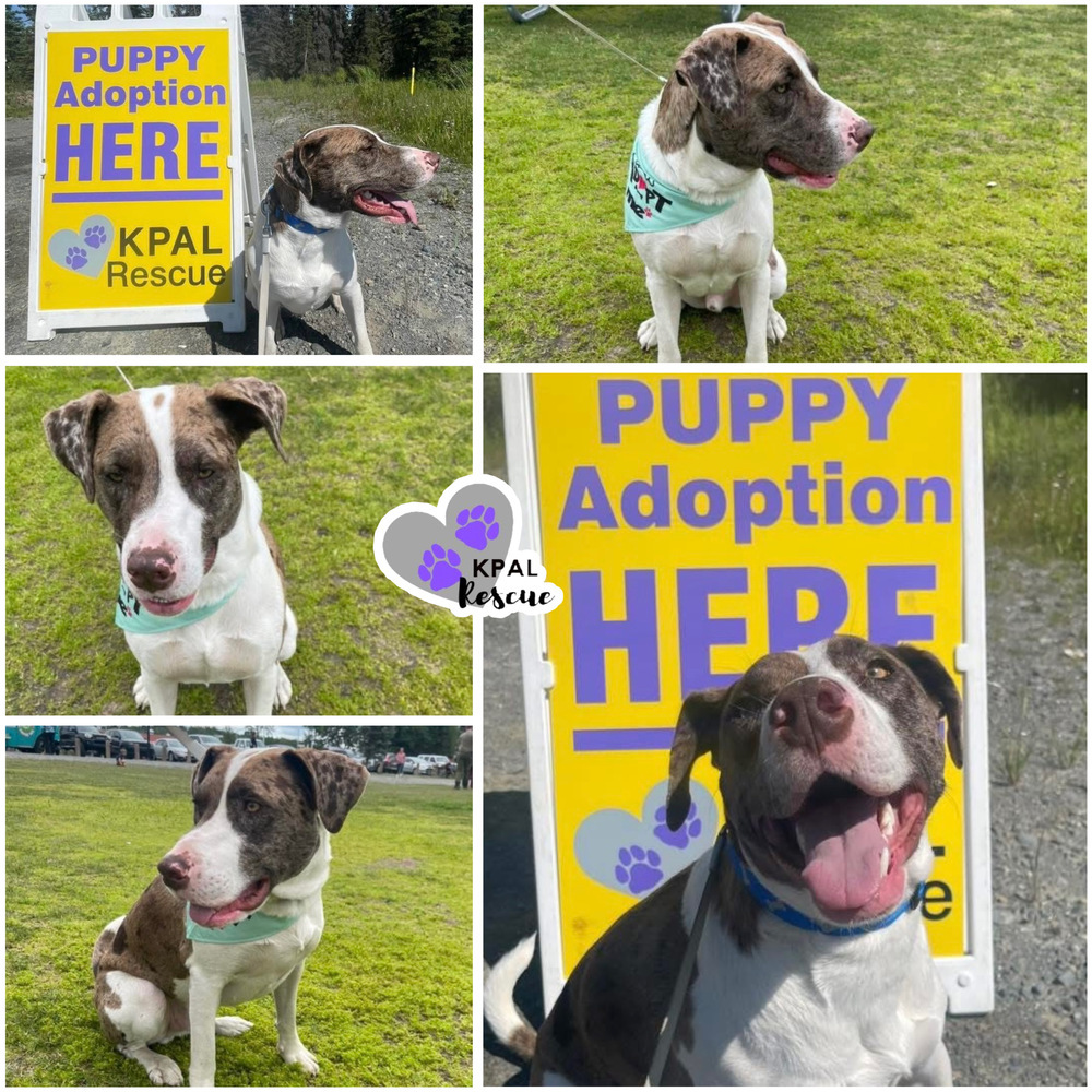 Gary, an adoptable Mixed Breed in Kenai, AK, 99611 | Photo Image 1