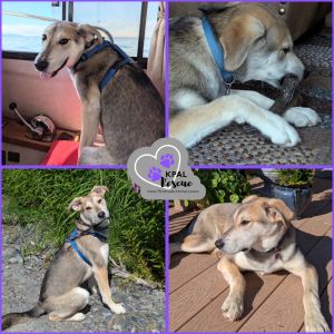 Dakota - States Litter