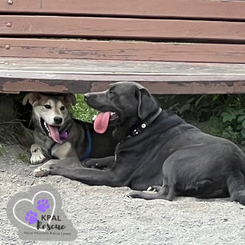 Dakota - States Litter, an adoptable Mixed Breed in Kenai, AK, 99611 | Photo Image 4