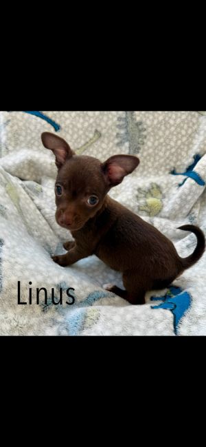 Linus, Baby Male unknown