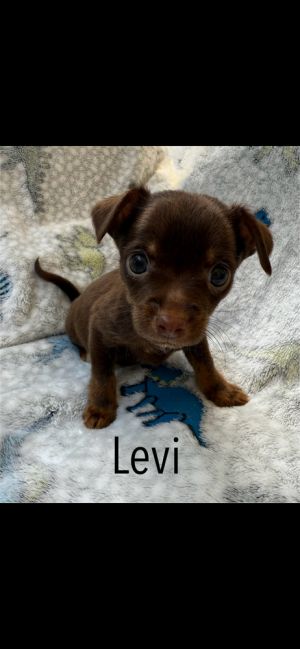 Levi, Baby Male unknown