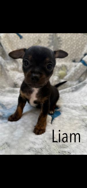 Liam, Baby Male unknown