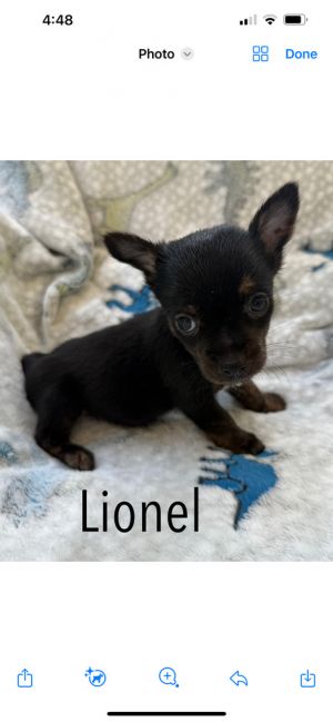 Lionel, Baby Male unknown