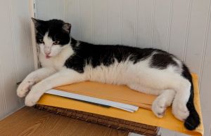 Three-year old Pepper is a sweet girl with a peaceful personality She loves to lay in the window an