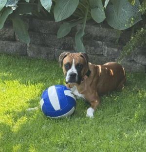 Sadie 2025-1 Boxer Dog