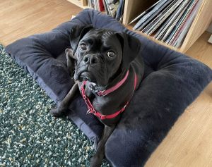 Olive 2025-1 Boxer Dog