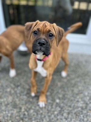 Bingo, Baby Female unknown