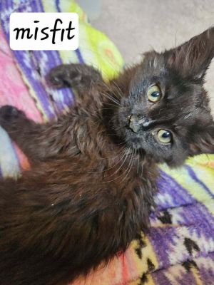 Misfit, Adult Female unknown