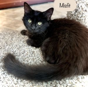Misfit, Baby Female unknown