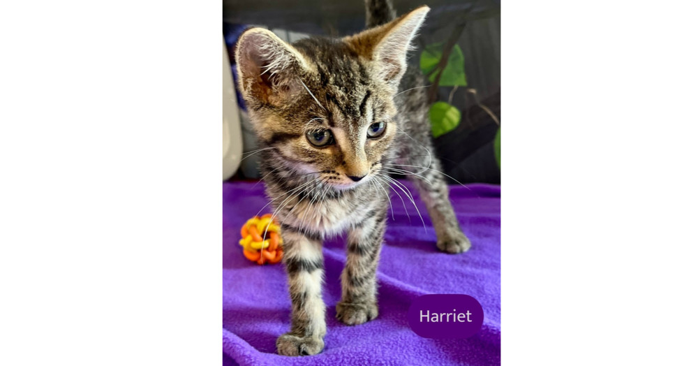 Harriet